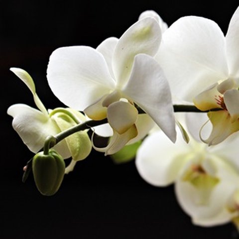 10 Jenis Bunga Anggrek Paling Favorit di Indonesia, Cocok untuk Budidaya