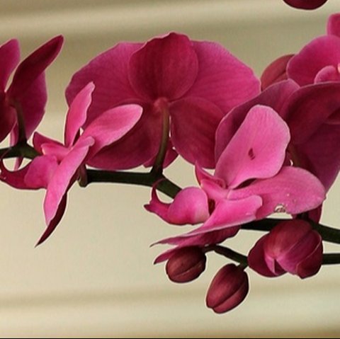 10 Jenis Bunga Anggrek Paling Favorit di Indonesia, Cocok untuk Budidaya