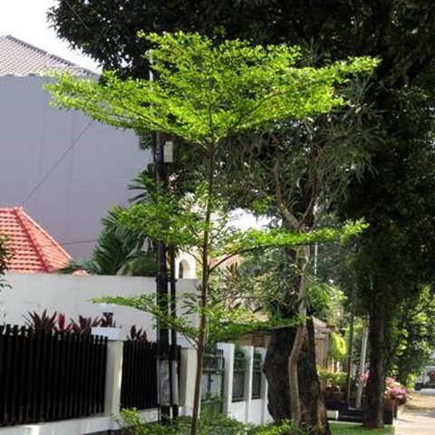 Rekomendasi Pohon untuk Taman Rumah, Bikin Hunian Jadi Teduh