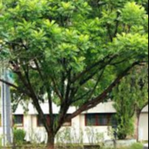 Rekomendasi Pohon untuk Taman Rumah, Bikin Hunian Jadi Teduh
