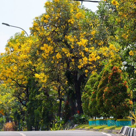 Rekomendasi Pohon untuk Taman Rumah, Bikin Hunian Jadi Teduh