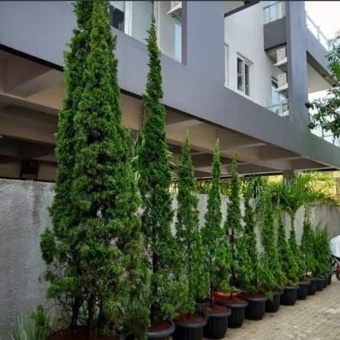 Rekomendasi Pohon untuk Taman Rumah, Bikin Hunian Jadi Teduh