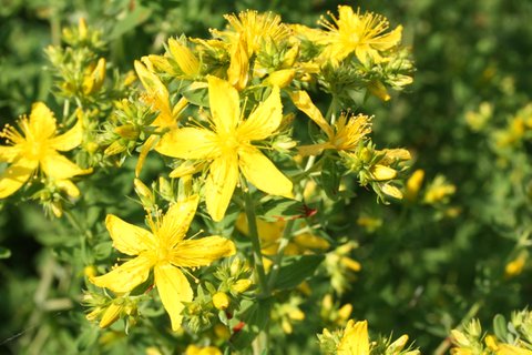 Ilustrasi St. John's Wort