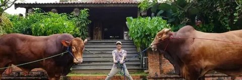 Potret Irfan Hakim dengan sapi raksasa miliknya (Instagram/irfanhakim75).