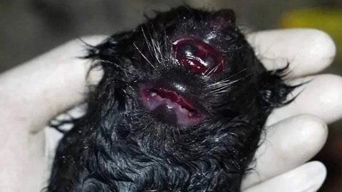 Kelahiran bayi binturong milik Irfan Hakim begitu mengejutkan. Tak seperti biasanya, wujud bayi hewan itu terlihat aneh.