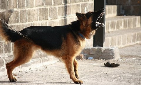 Ilustrasi anjing&nbsp;German Shepherds. (Dok. Pixabay/PDPics)