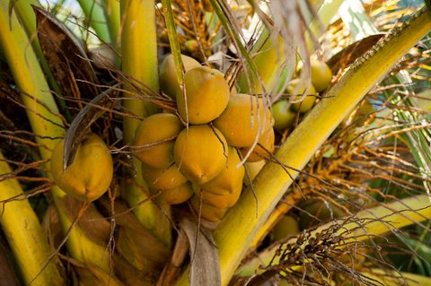 Bukan Susu, Tapi Santan! Tren Coconut Latte Bikin Warga China Gandrungi Kopi ala Indonesia