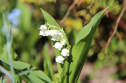 Bunga Lily of The Valley