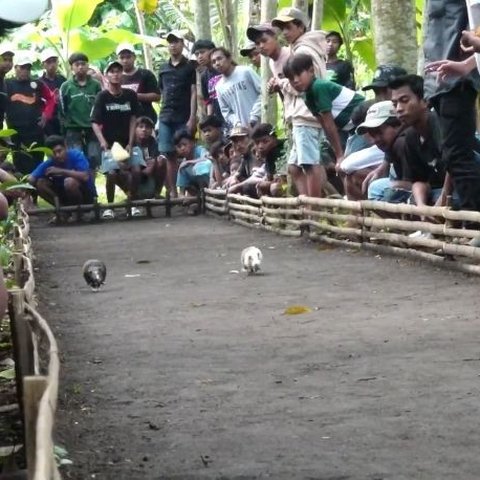 lomba karapan marmot