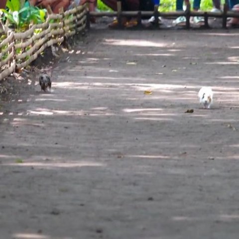 lomba karapan marmot