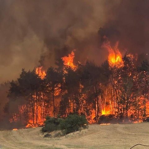 Kebakaran hutan di Israel