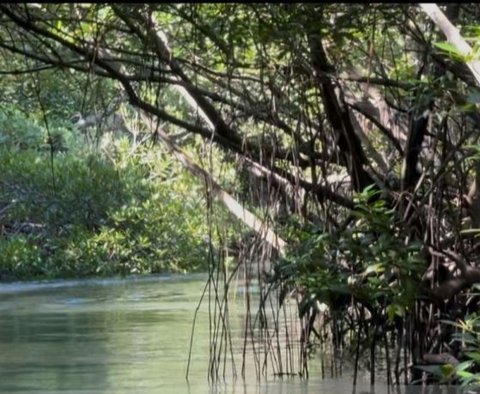 Masyarakat pesisir Bali sukses mengelola konservasi mangrove menjadi ekowisata dan menciptakan produk ekonomi kreatif berbahan dasar mangrove, meningkatkan perekonomian dan menjaga ekosistem pantai.