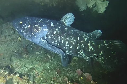 (Sumber: Wikipedia.org)