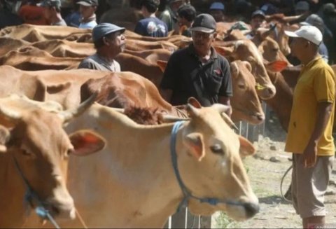 Riau mengandalkan pasokan sapi kurban dari luar daerah, dengan peternak lokal hanya mampu memenuhi 20% kebutuhan jelang Idul Adha 1446 H.