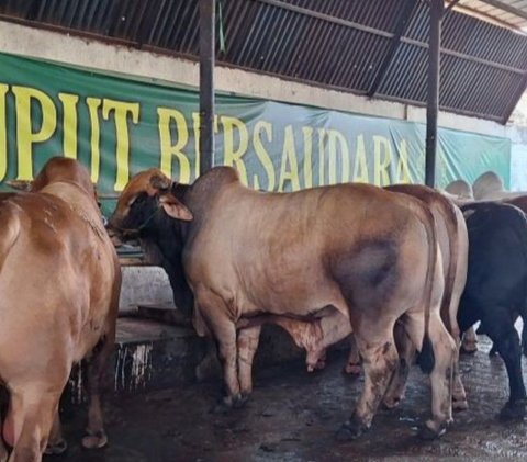 Pemkot Depok sosialisasikan protokol kesehatan hewan kurban di 11 kecamatan, pastikan hewan sudah vaksinasi PMK dan layak syariat Islam.