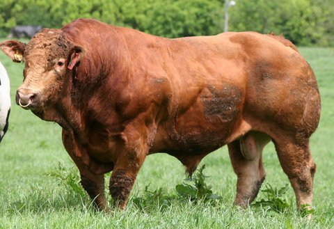 Sapi Limosin