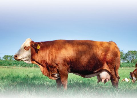 Sapi Simmental