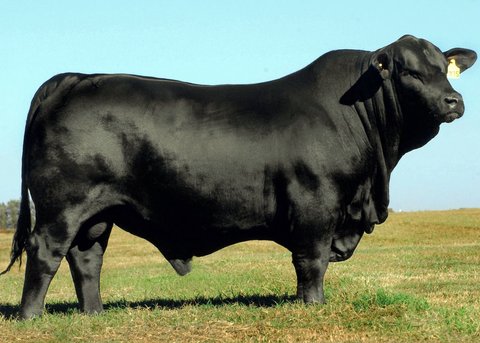 Sapi Brangus