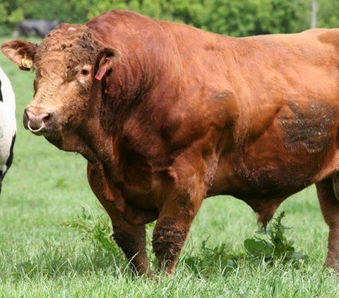 Sapi Limosin