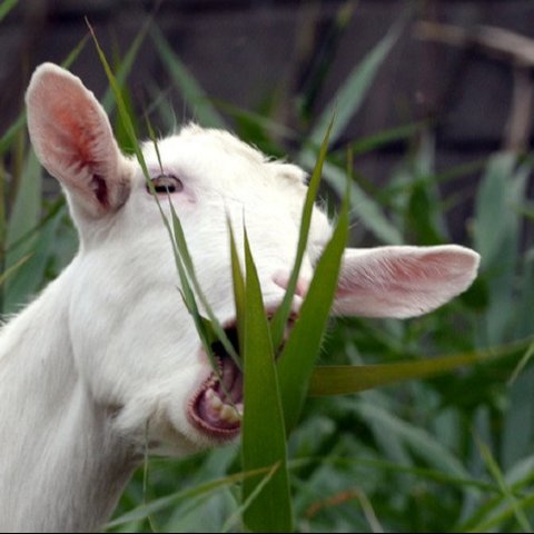 Ilustrasi kambing (AFP)