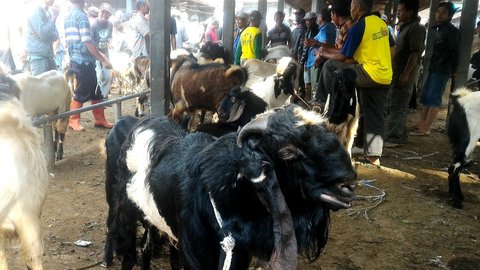 Ilustrasi &ndash; Kambing Jawa Randu. (Foto: Liputan6.com/Muhamad Ridlo)