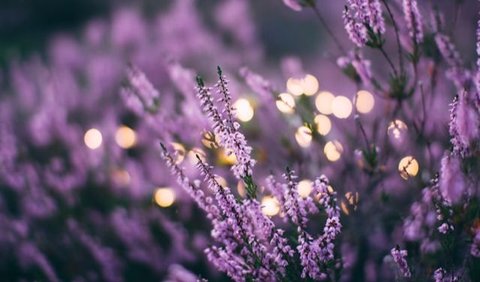 The most beautiful flowers in the world.