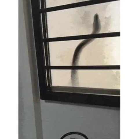 Momen ular piton coba masuk ke jendela rumah susun lantai 2. (sumber: Muklis pemilik rumah dan Acres via Mothership)