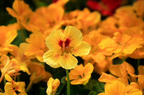Ilustrasi Nasturtium