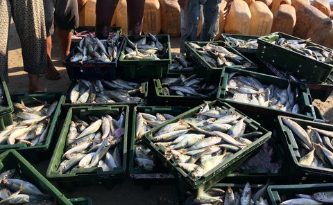 <p>Ilustrasi ikan laut, pasar ikan. (Photo by Duangphorn Wiriya on Unsplash)</p><br /><p>&nbsp;</p>
