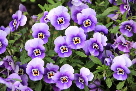Ilustrasi Pansy