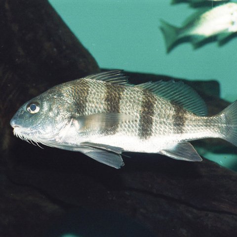 Ilustrasi Ikan Black Drum (Virginia Institute of Marine Science/chesapeakebay.net)