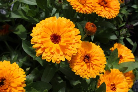 Ilustrasi Calendula