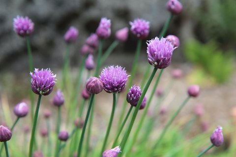 Ilustrasi Chive Blossoms