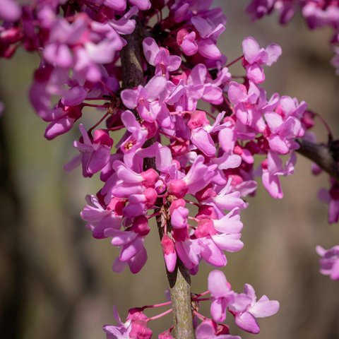 Ilustrasi Eastern Redbud
