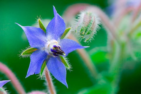 Ilustrasi Borage