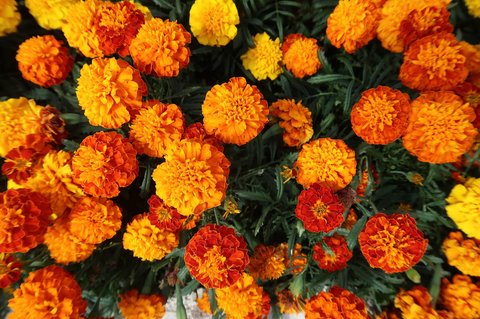 Ilustrasi Marigold