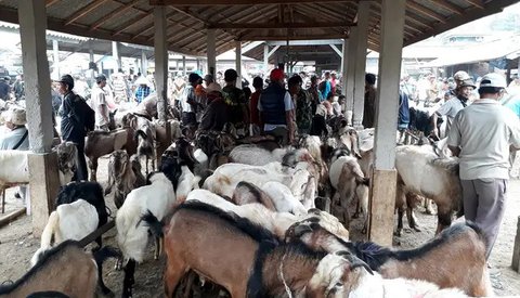 Kambing kurban super, jenis peranakan etawa di Pasar Karangpucung, Cilacap, Jawa Tengah. (Foto: Liputan6.com/Muhamad Ridlo)