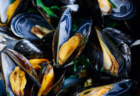 Ilustrasi Mussels