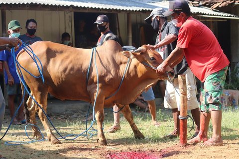 Ilustrasi Sapi Kurban