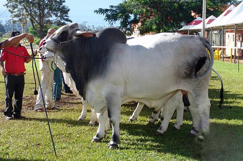 Ilustrasi Sapi Brahman