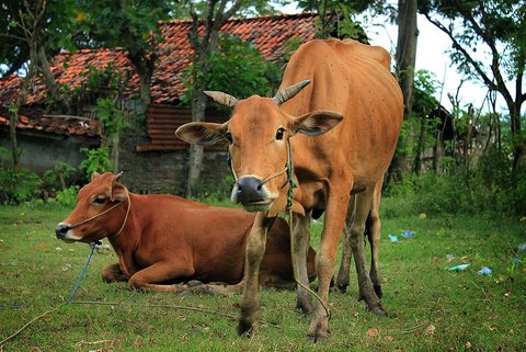 Ilustrasi Sapi Madura