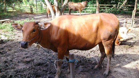 Ilustrasi Sapi Bali