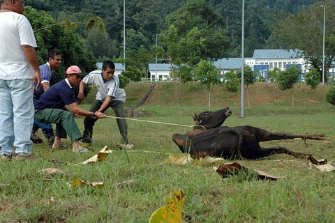 Ilustrasi Proses Sembelih Sapi