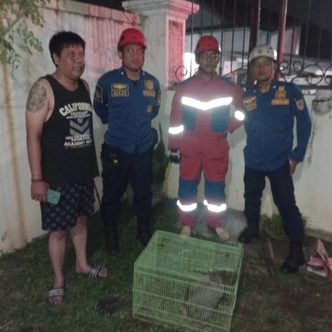 Trenggiling bikin heboh warga