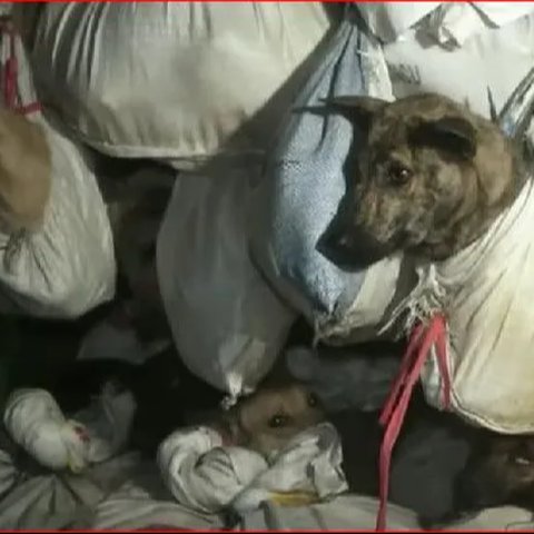 Surat Edaran Setop Kelola Daging Anjing