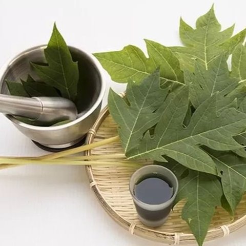 Ilustrasi Jamu Daun Pepaya