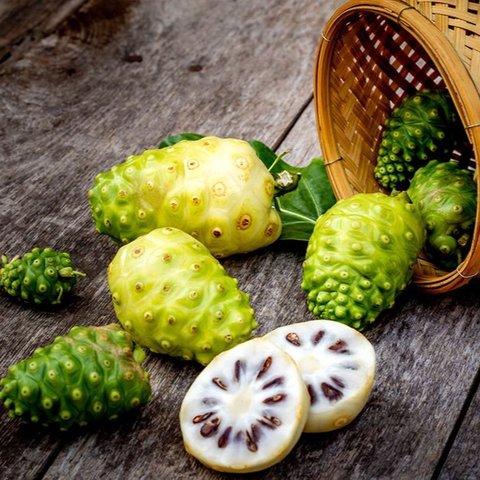 Ilustrasi Buah Mengkudu