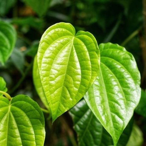 Ilustrasi Daun Sirih