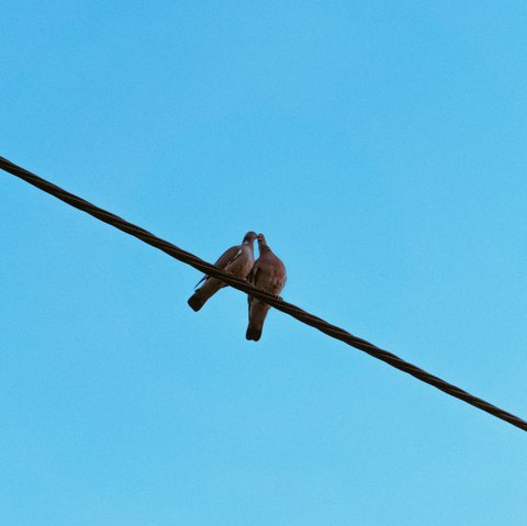 Burung di Kabel Listrik