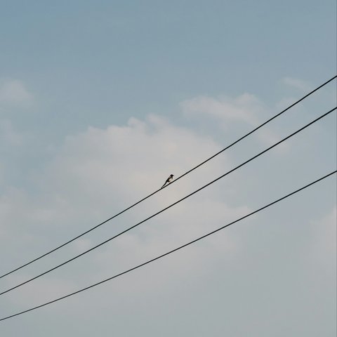 Burung di Kabel Listrik